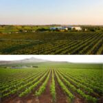 Fratelli Wines