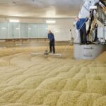 malkting process of whiskey